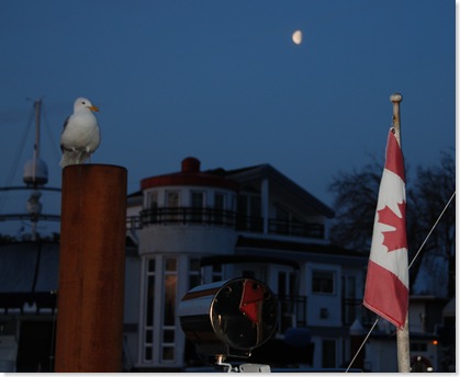 DSC_0080seagullflag